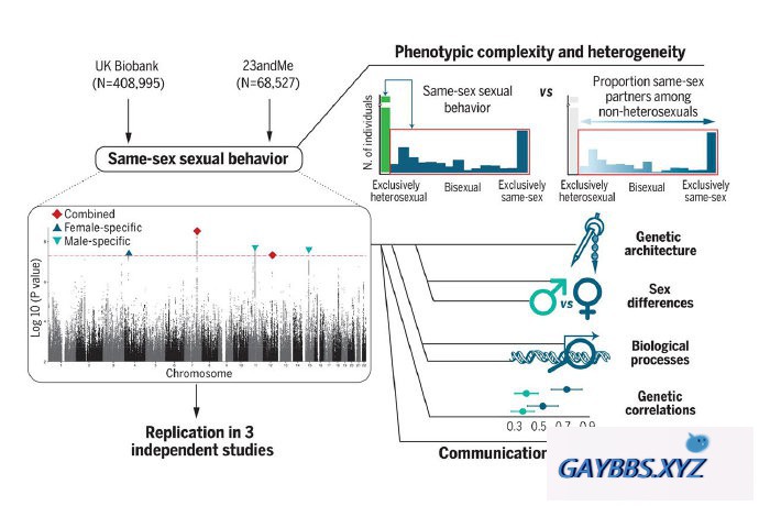 新研究发现单一的“同性恋基因”并不存在 