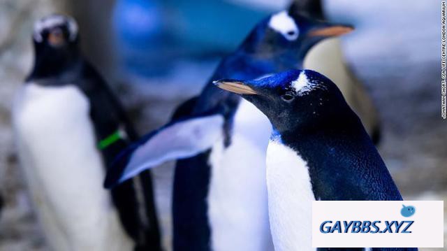 一对同性恋母企鹅相爱 共同抚育无性别小企鹅 