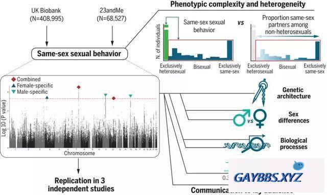 并不存在独立的同性恋基因 