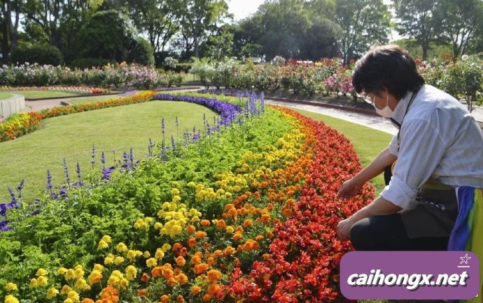 日本：福冈市植物园种花支持“国际不再恐同日” 
