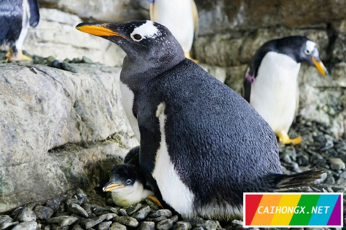 西班牙企鹅同性伴侣成为“新手妈妈” 同性伴侣