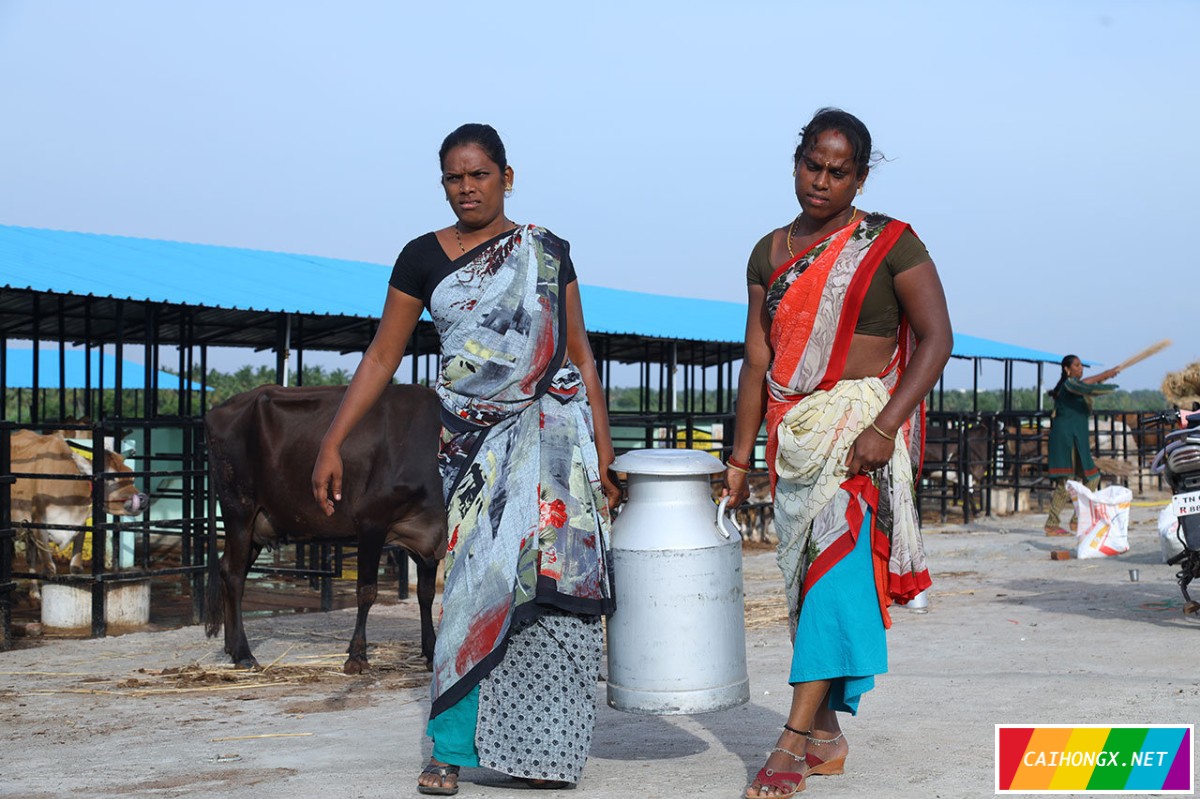 印度首个由跨性别女性经营的奶牛场开业 跨性别