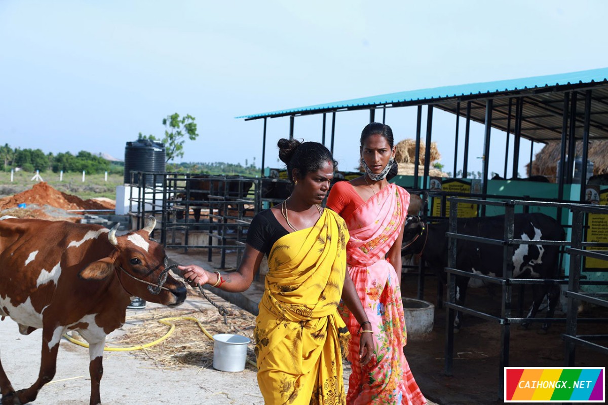 印度首个由跨性别女性经营的奶牛场开业 跨性别