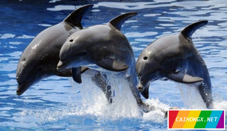 澳大利亚研究员发现雄性海豚会进行同性行为 
