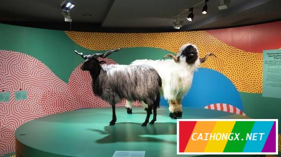 瑞士的自然史博物馆举办《自然界的多样性》专题展 瑞士,多样性